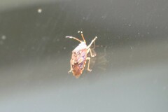 Anischys luteovarius