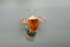 Anischys luteovarius