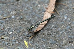 Austroargiolestes icteromelas