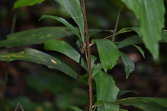 Gynacantha