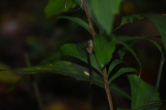 Gynacantha
