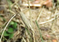 Ematheudes punctella