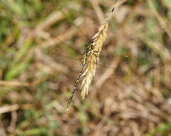 Austrogomphus guerini