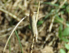 Ematheudes punctella