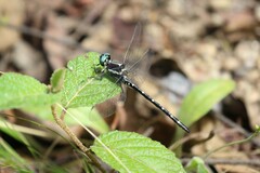 Eusynthemis guttata
