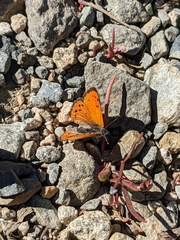 Lycaena cupreus