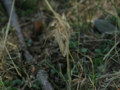 Ematheudes punctella