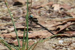 Eusynthemis guttata