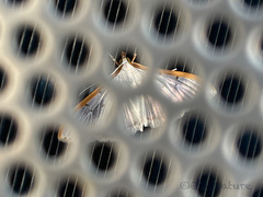 Palpita nigropunctalis