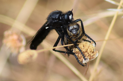 Dasypogon