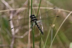 Eusynthemis guttata