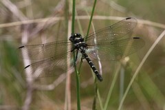 Eusynthemis guttata
