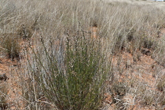 Sericorema remotiflora