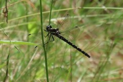Eusynthemis guttata