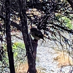 Petroica macrocephala macrocephala