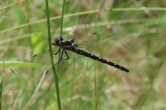 Eusynthemis guttata