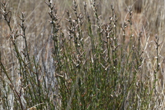 Sericorema remotiflora