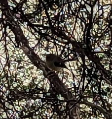 Petroica macrocephala macrocephala