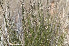 Sericorema remotiflora