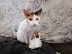 Felis catus