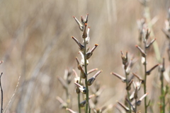 Sericorema remotiflora