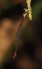 Drepanosticta actaeon