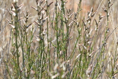 Sericorema remotiflora