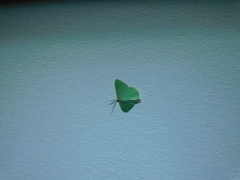 Prasinocyma semicrocea