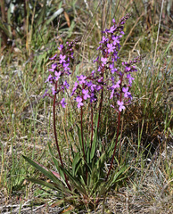 Stylidium armeria