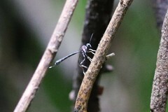 Gasteruption brachyurum