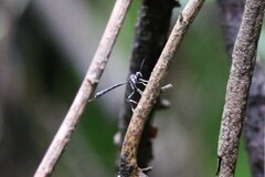 Gasteruption brachyurum