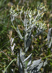 Senecio gunnii