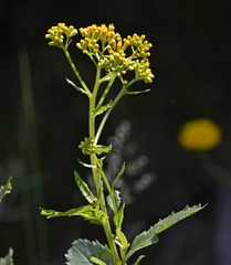 Senecio linearifolius latifolius