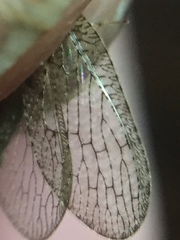 Wesmaelius subnebulosus