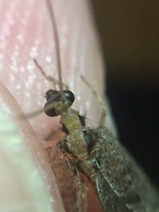 Wesmaelius subnebulosus