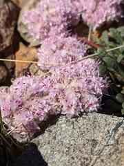Calyptridium monospermum