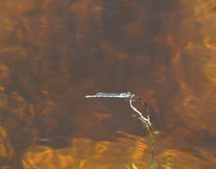 Austrolestes annulosus