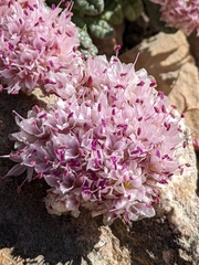Calyptridium monospermum