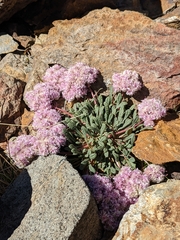 Calyptridium monospermum