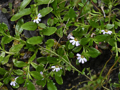 Scaevola hookeri