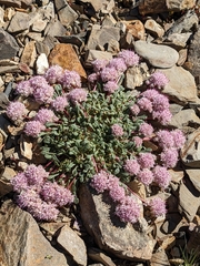 Calyptridium monospermum