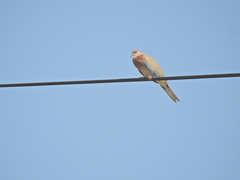Streptopelia senegalensis