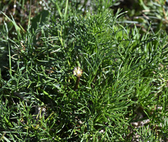 Ranunculus gunnianus