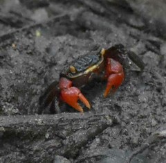 Neosarmatium fourmanoiri