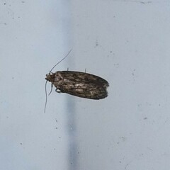 Hofmannophila pseudospretella