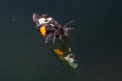 Psychomorpha epimenis