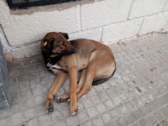 Canis familiaris