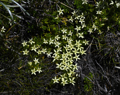 Stackhousia pulvinaris