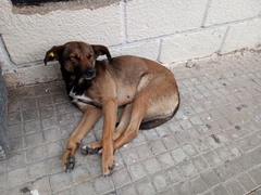 Canis familiaris