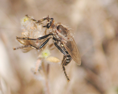 Dasypogon gougeleti